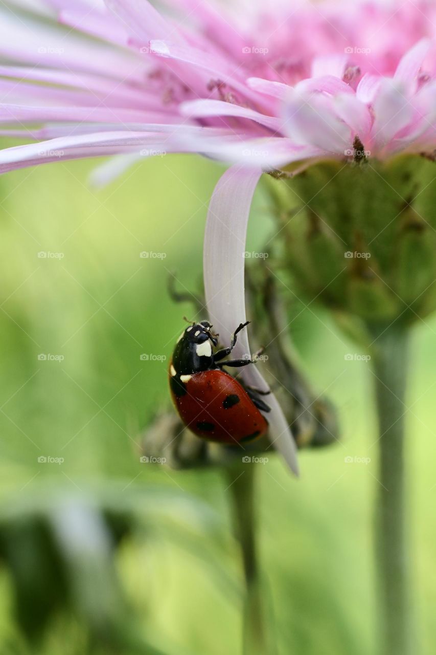 Ladybug seen from the ground 
