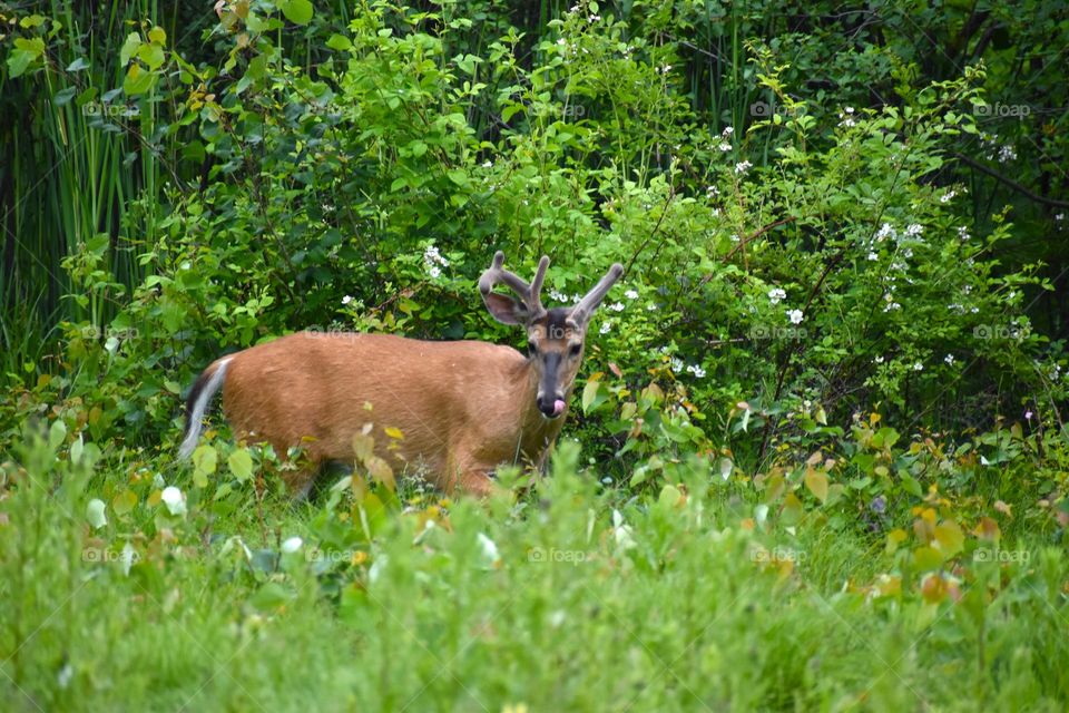 A deer eating in the meadow