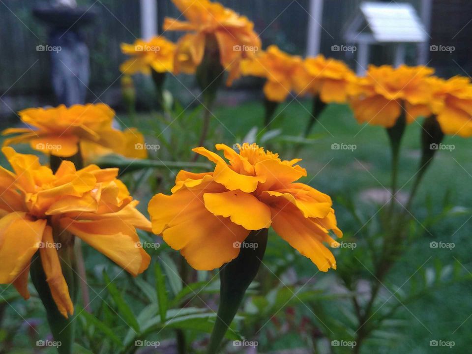 French Marigolds In Focus.