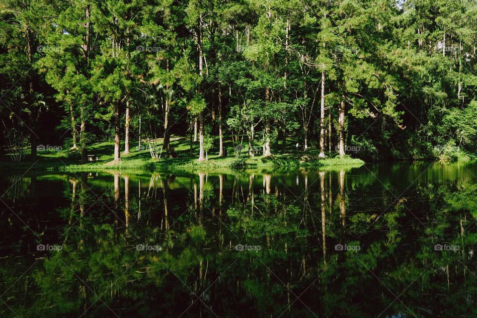 Green pines reflected by a beautiful lake nearby. Symetrical picture of a forest.