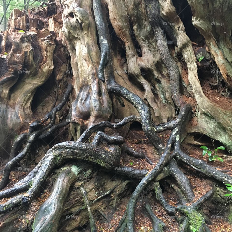 Close-up of roots in forest