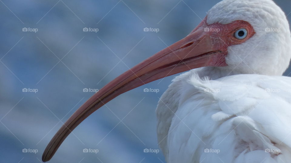 ibis beak