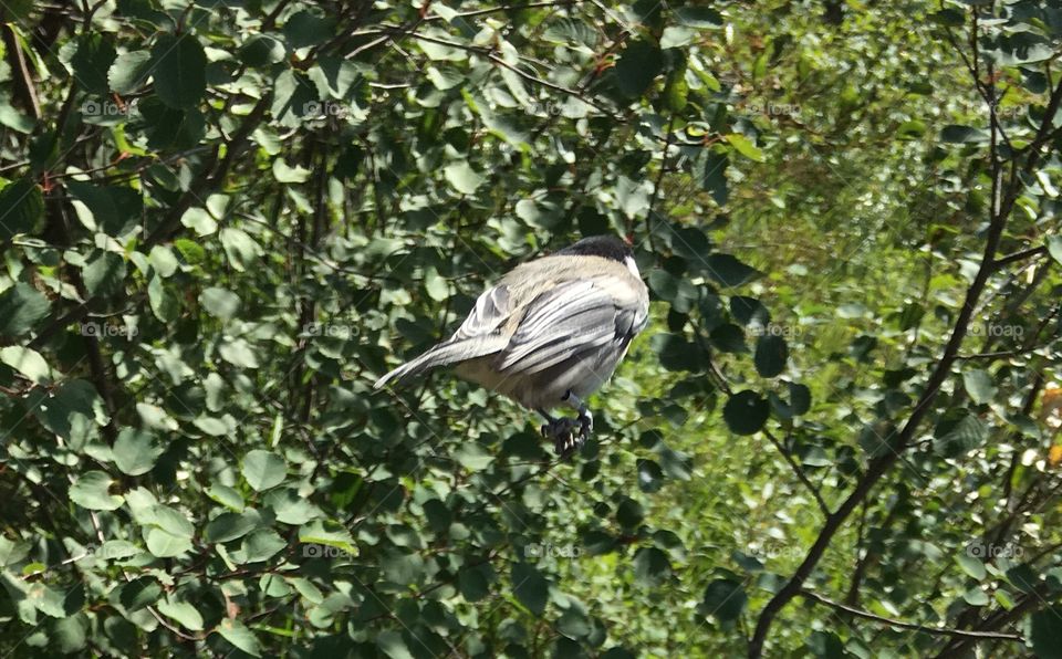 Bird, Nature, Tree, Leaf, Wildlife