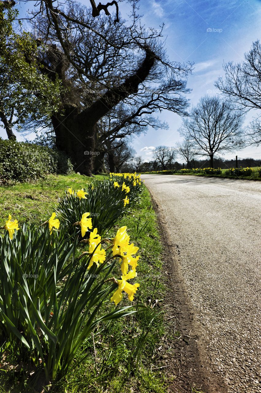 Road . Daffodils alongside road