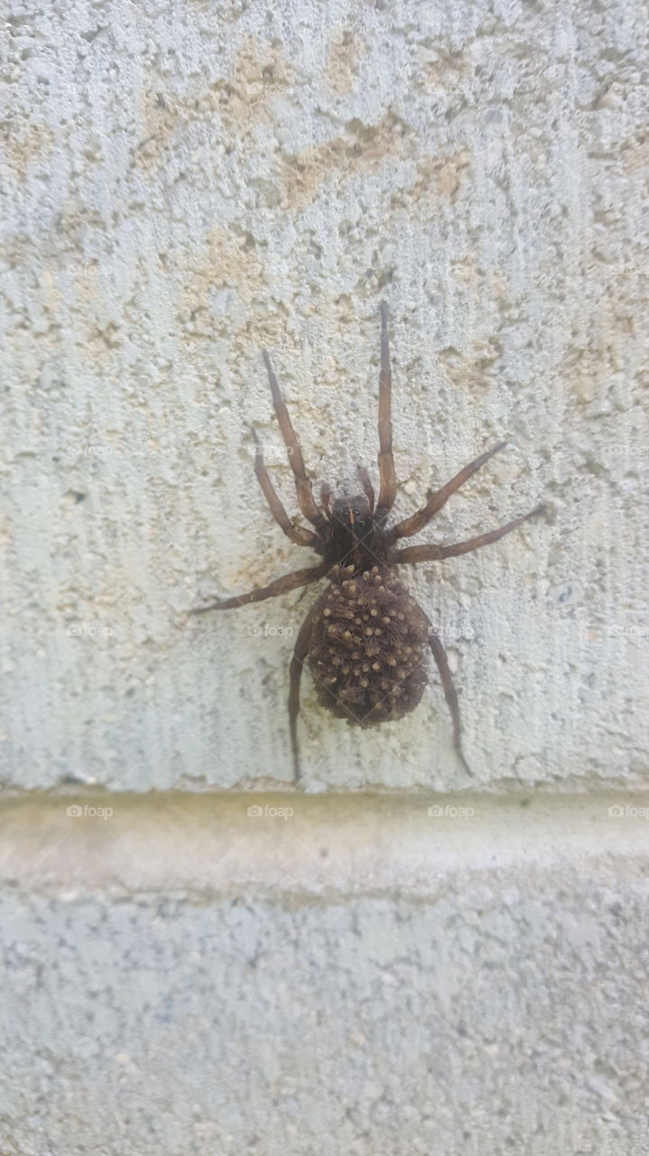 spider with babies on its back