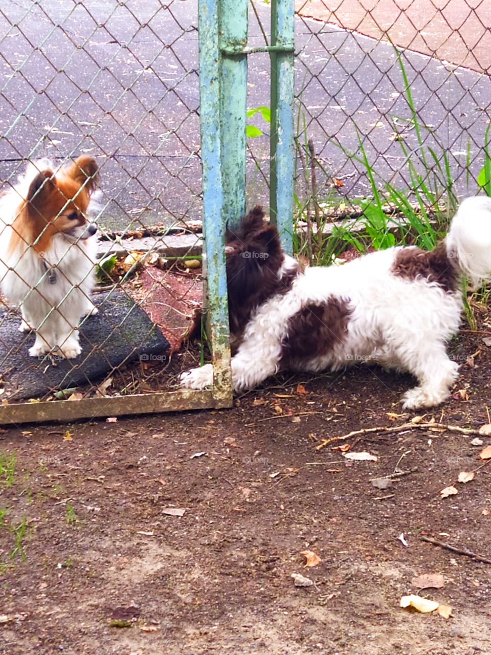 Love of two dogs.  One dog is outside the fence, the second dog is trying to swoop through the fence