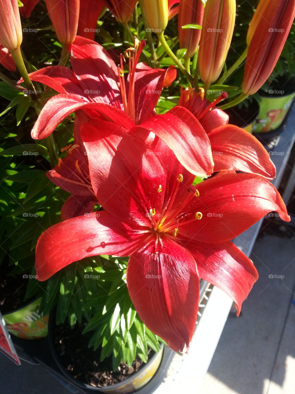 red lilies