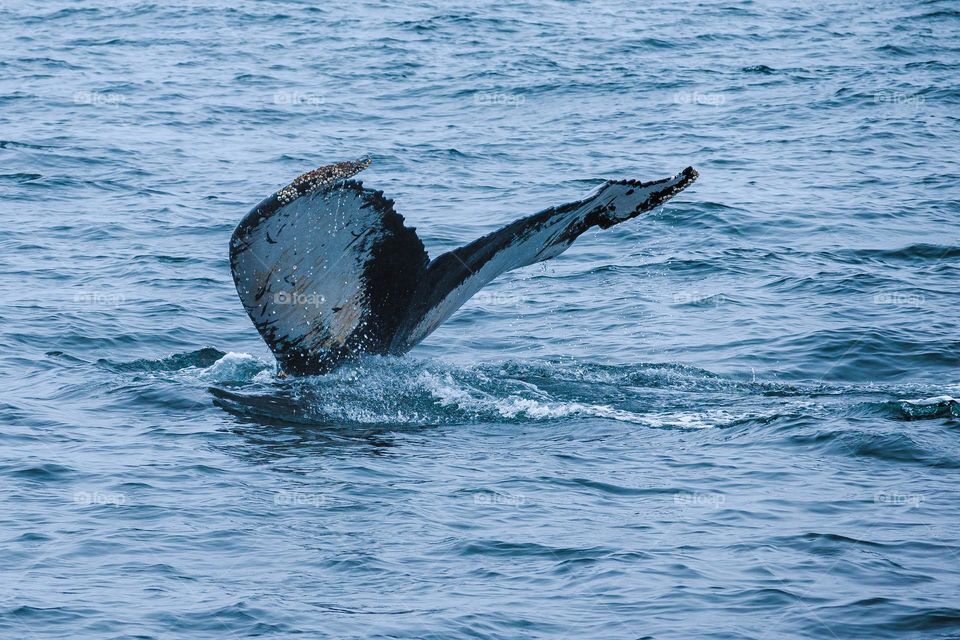 Whale tail