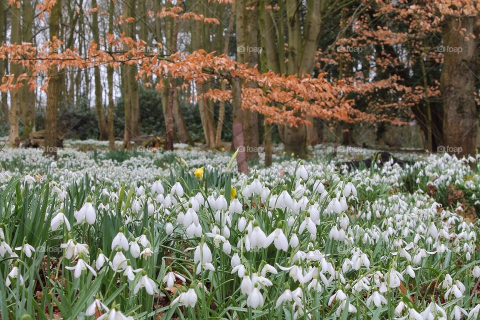 Field of snowdrops, spring. Low ground shot of the carpet of snowdrops