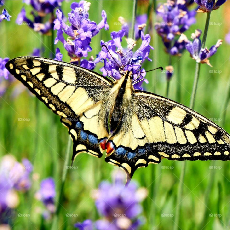 Schmetterling mit Blumen