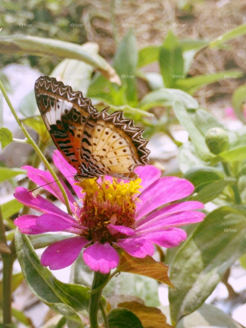 Butterflies fly away