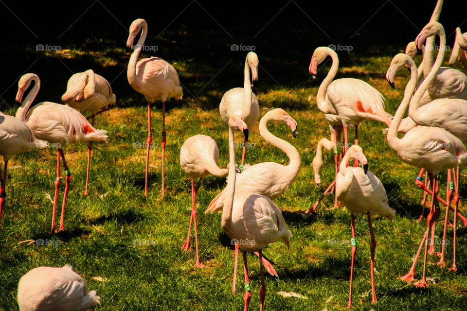 Flamingos