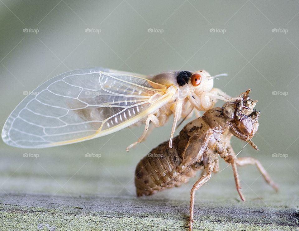 Seventeen Year Cicada drying its wings 