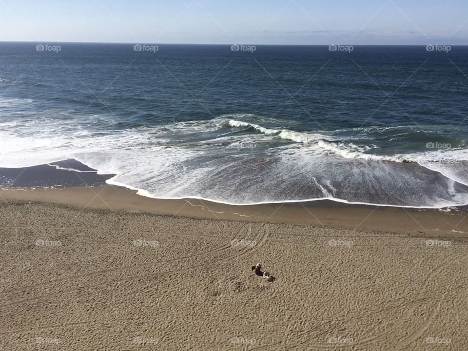 Woman and dogs enjoying themselves on an empty beach under corona crisis
