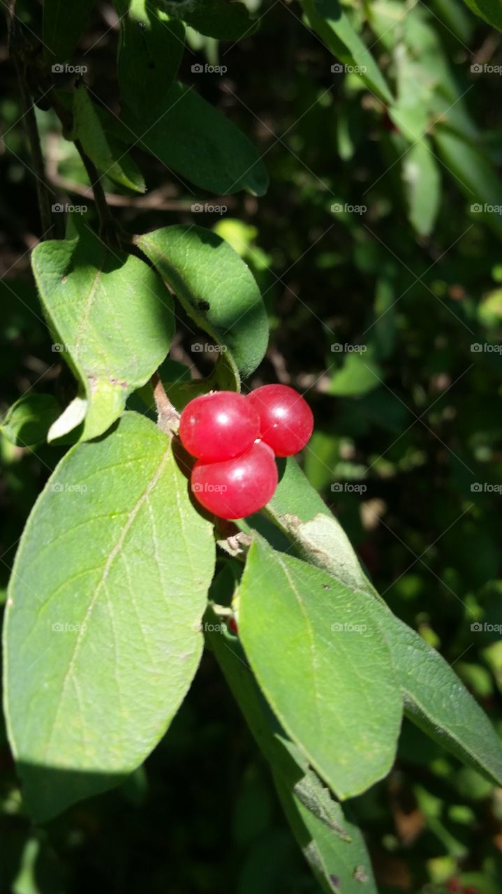 red berries. Indiana