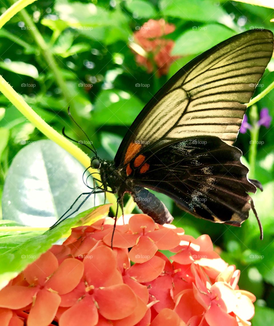 Close-Up Butterfly on Orange Flower