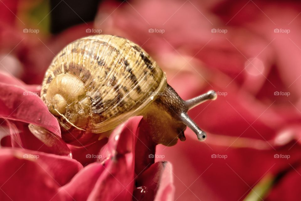 Snail on a red rose