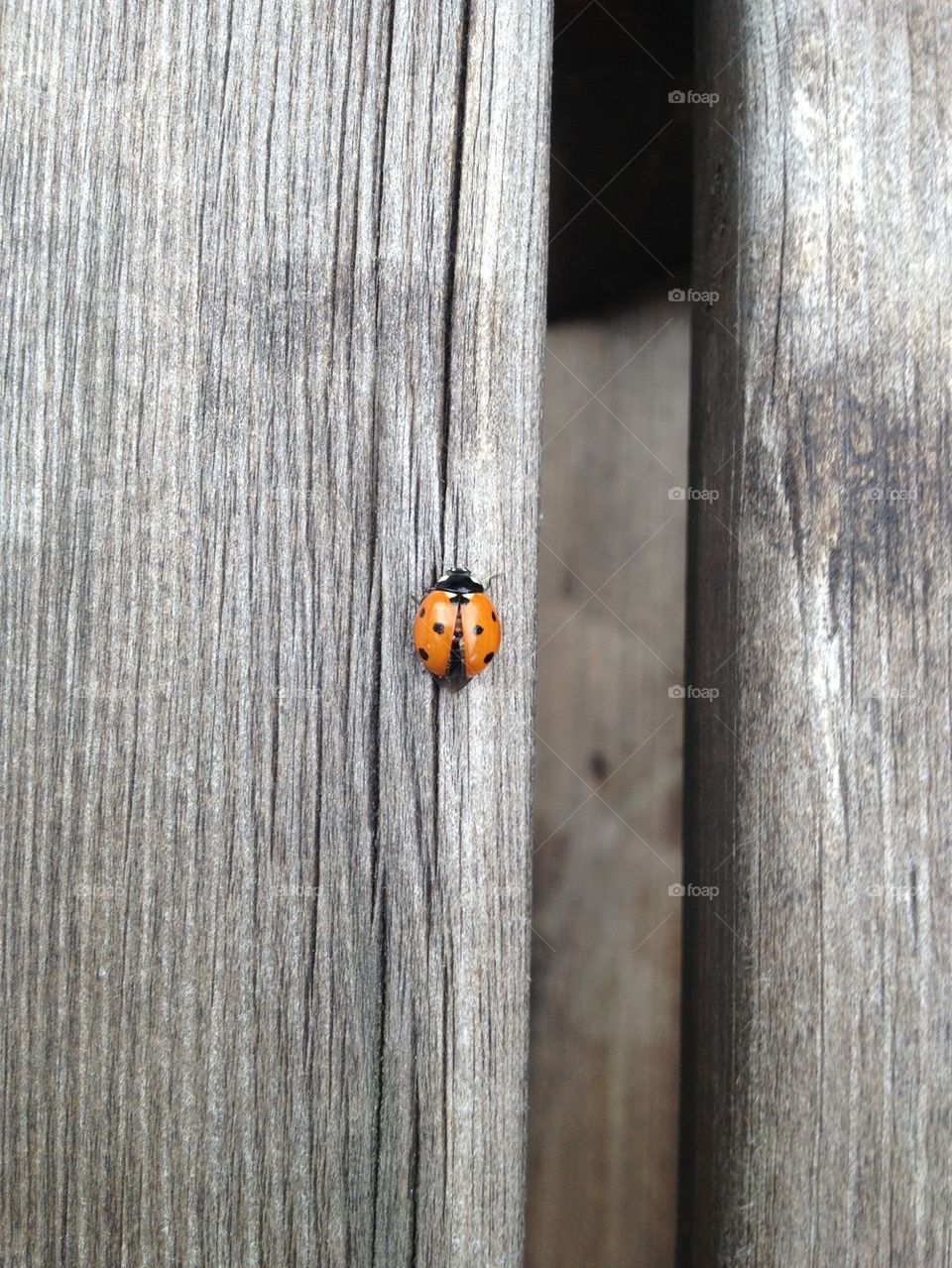 Ladybug on wood