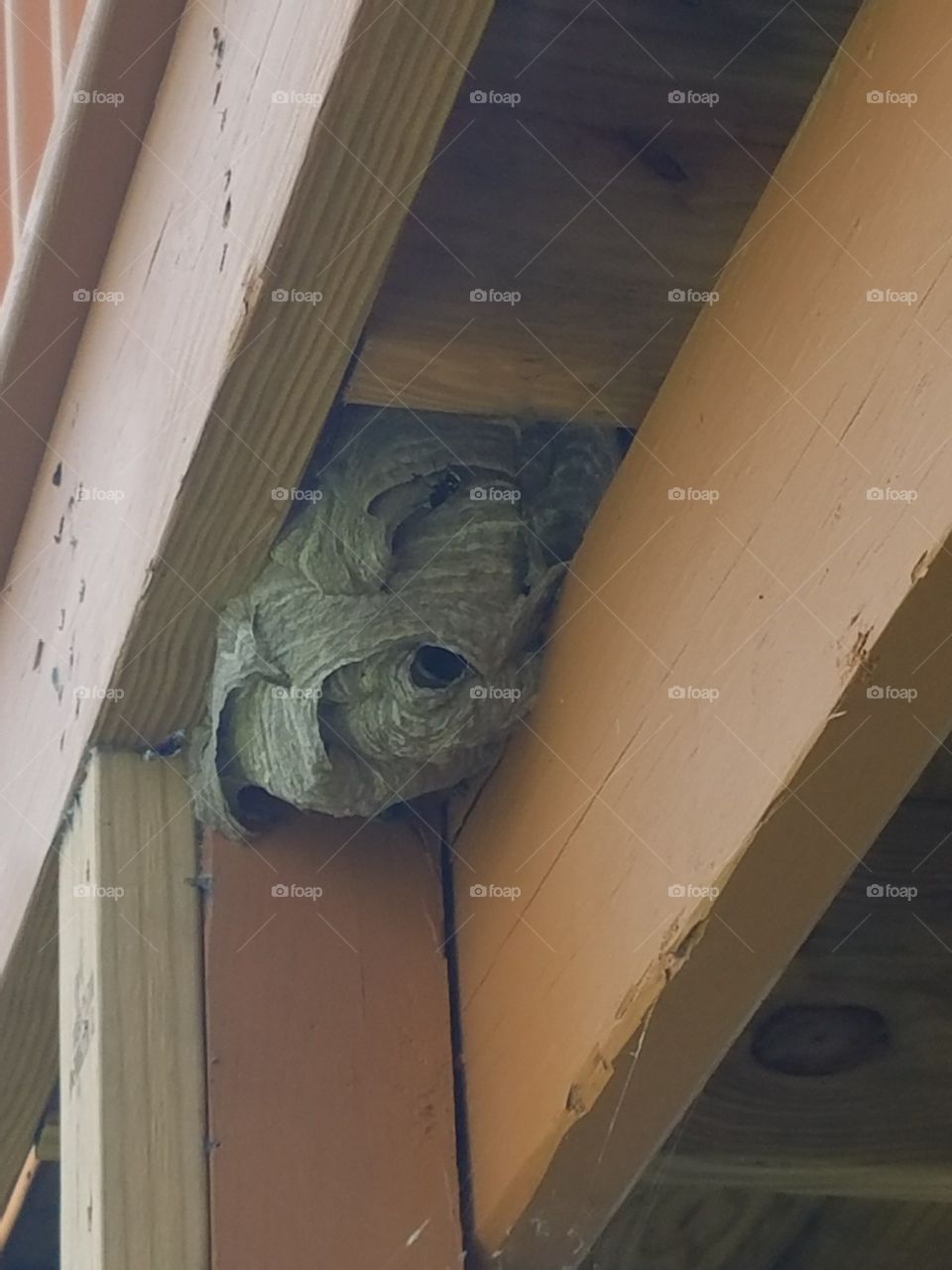 wasp nest