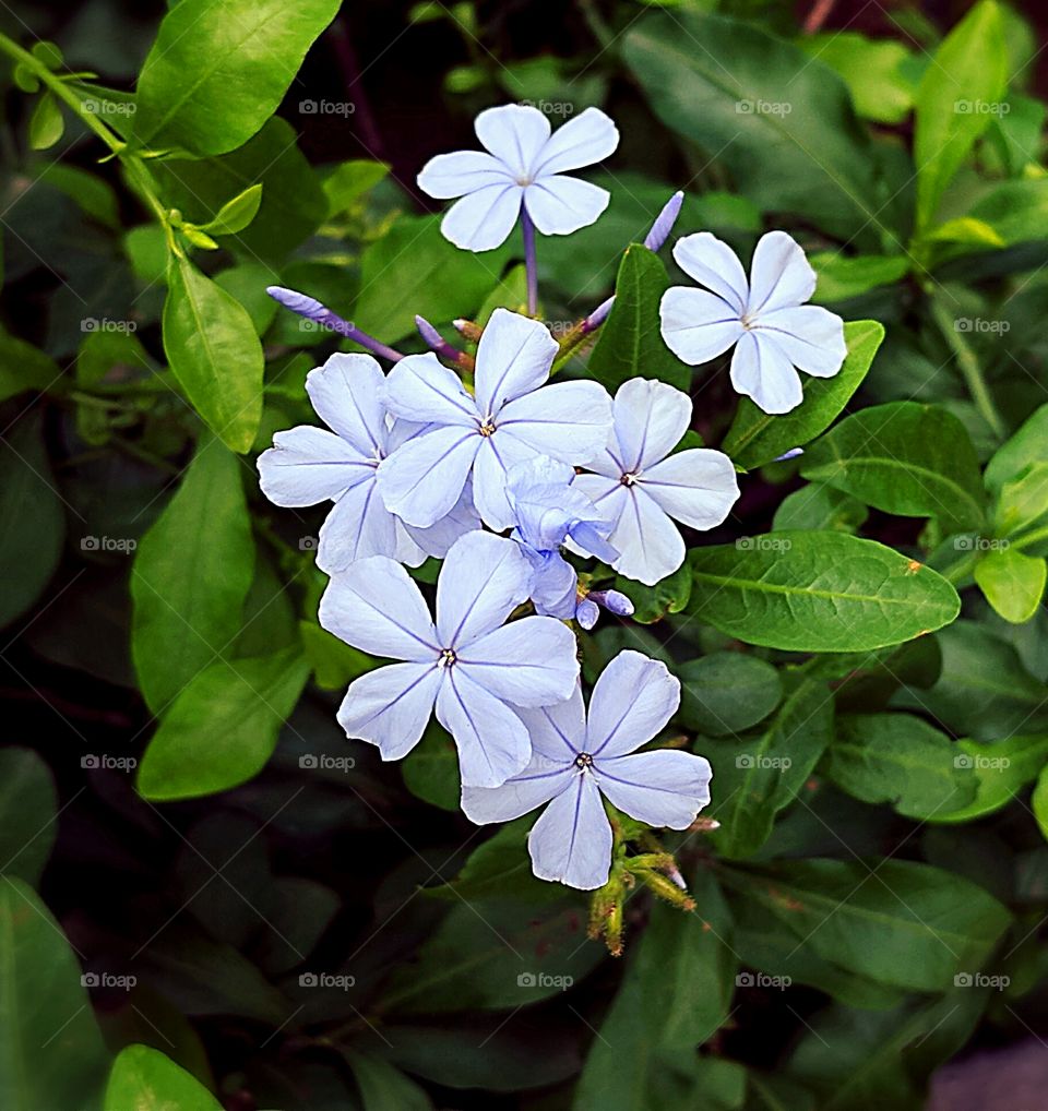 blue flowers