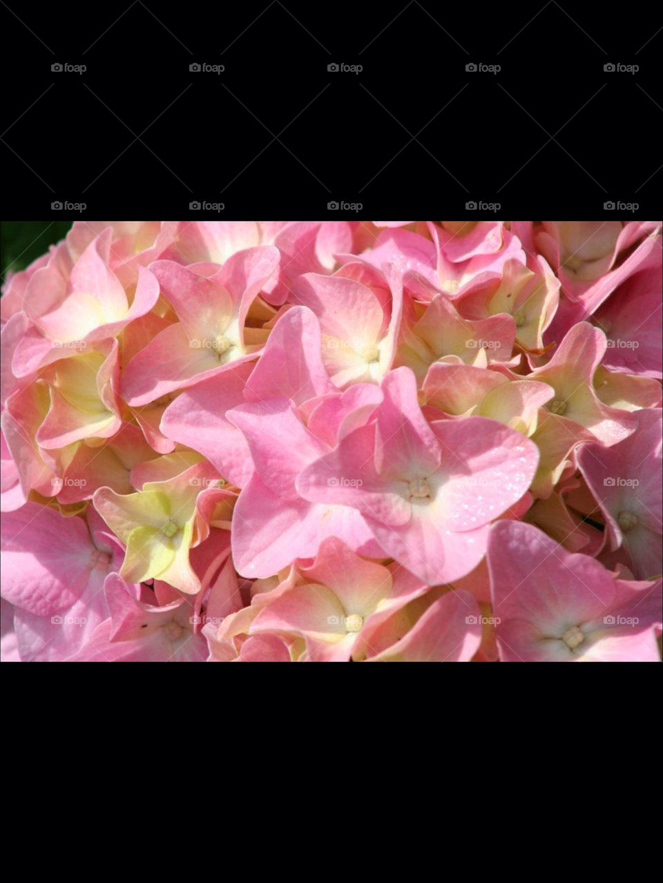 flowers city pink colorful by OstensiblyCilla