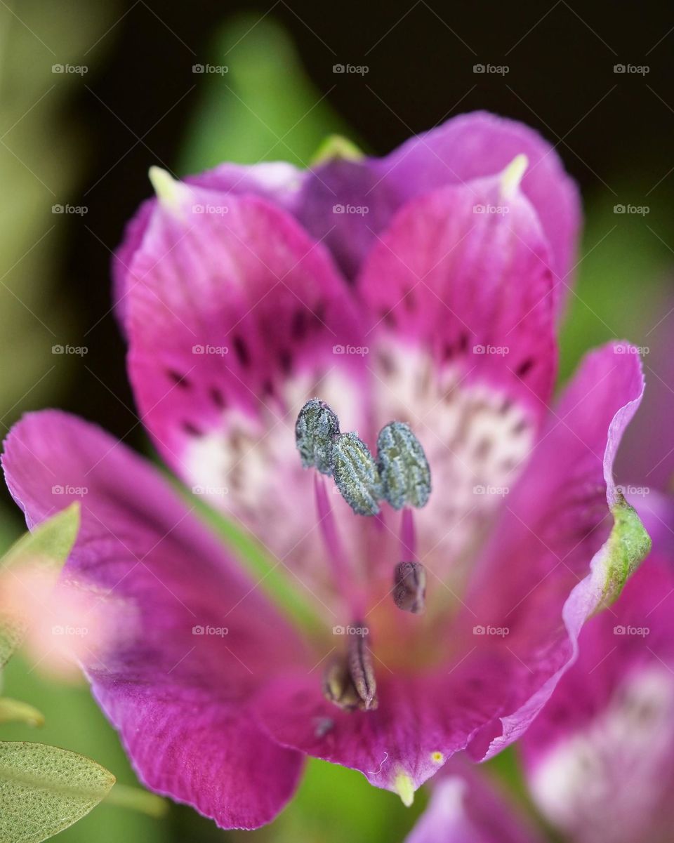 Flower macro