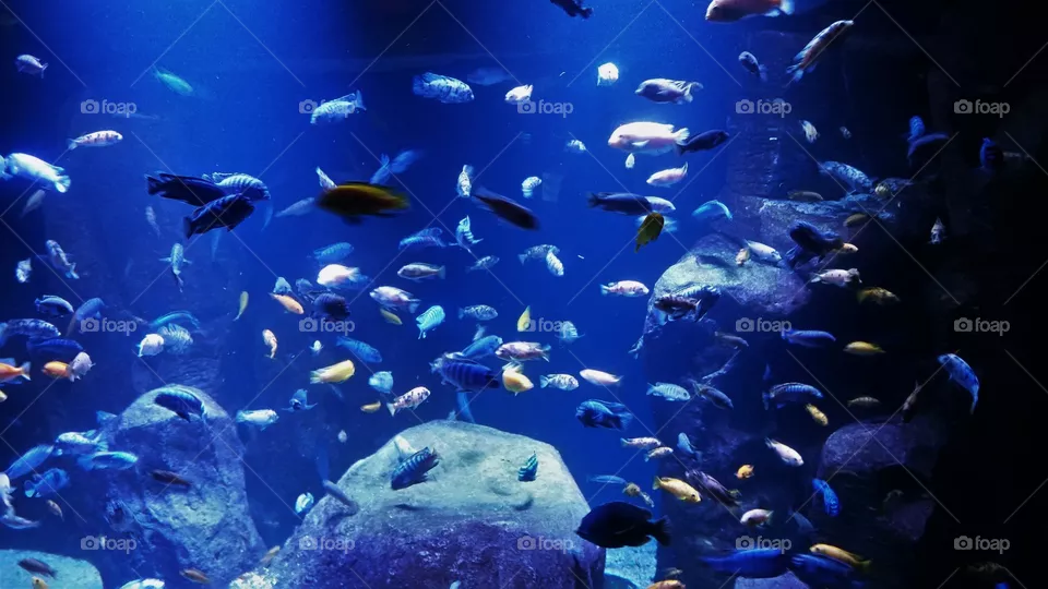 Fishies