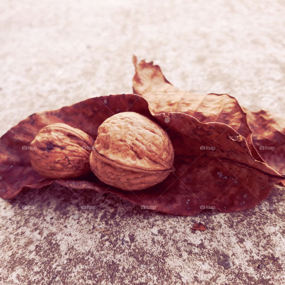 Autumn nuts