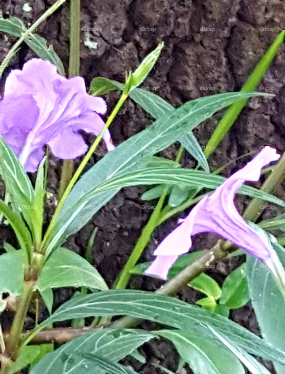 Flower, Flora, Nature, Leaf, Floral