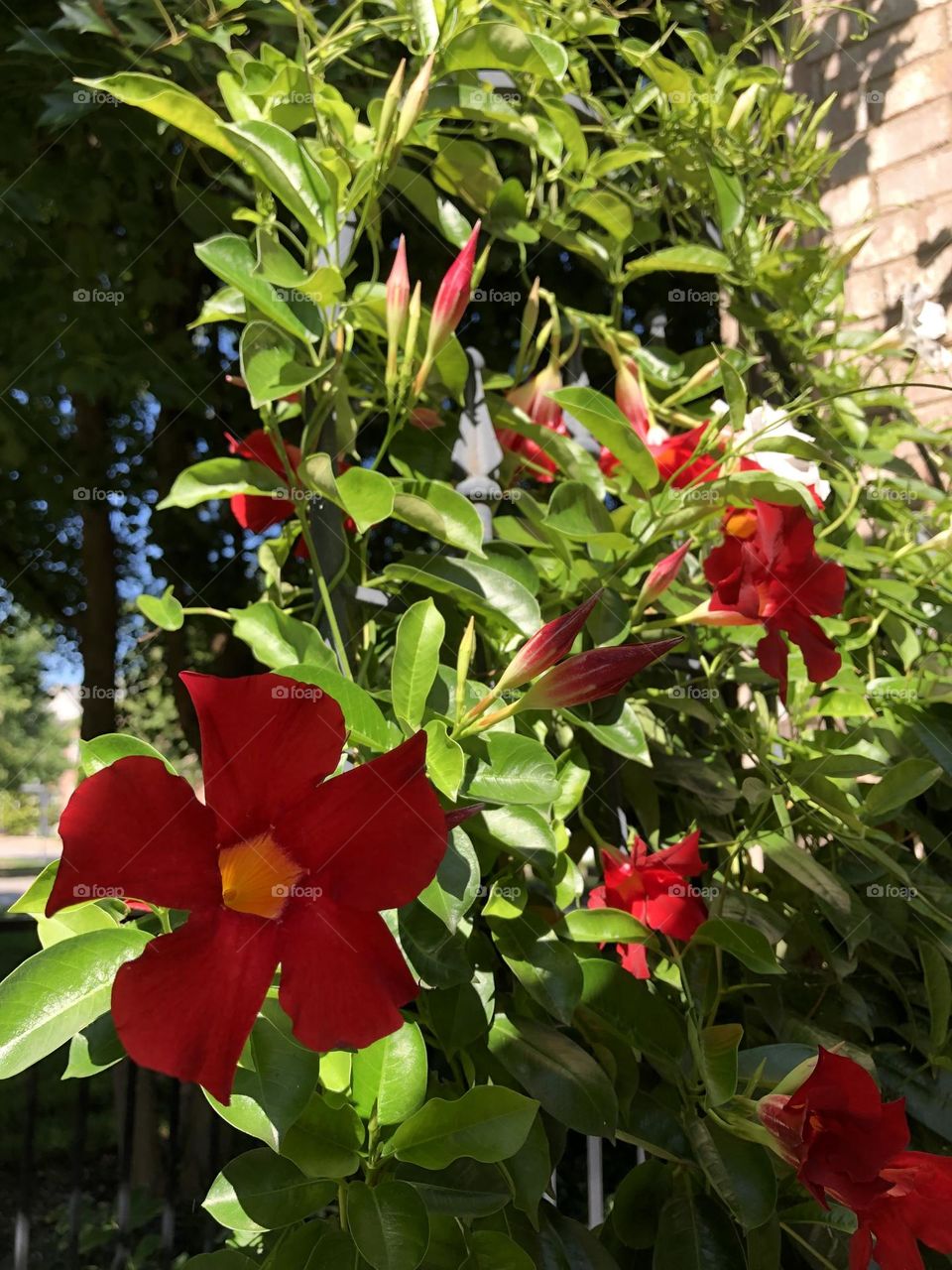 Bright red white Mandevilla rocktrumpet climbing vine flowers trellis green leaves foliage buds summer privacy backyard gardening container garden patio plants nature sunlight shadow glimmers small moments of happiness sunny weather July afternoon 