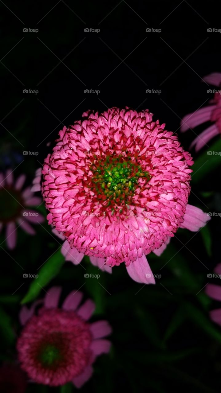 close up flowers💥🌌