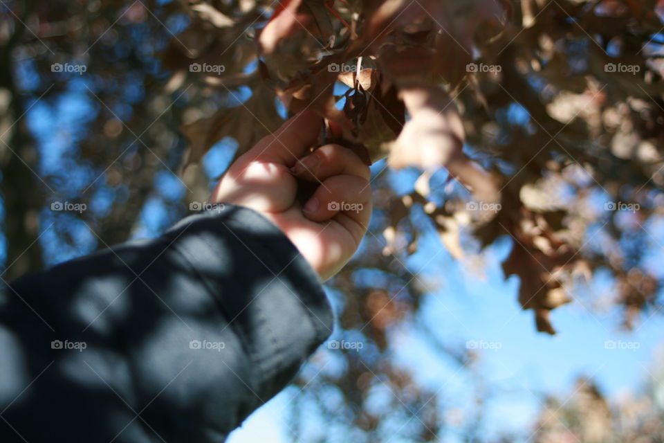 Toddler Reaching for Fall Leaves