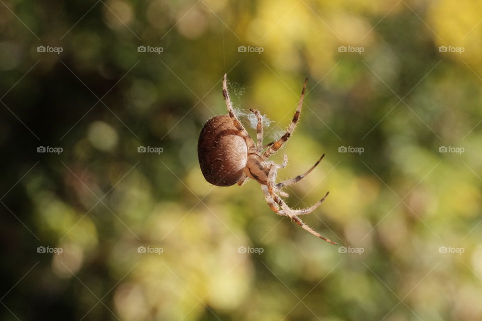Spider hanging from a tree 🌳