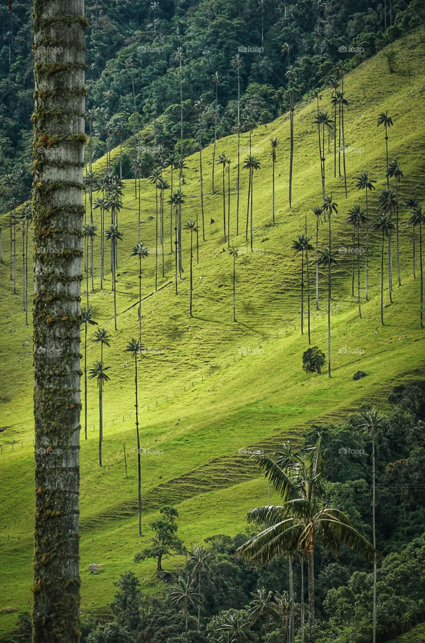 Luscious green valley filled with palm trees