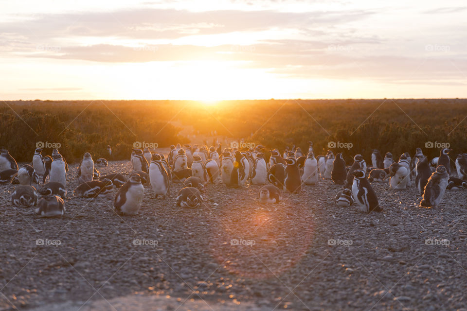 Pinguenera Faro Cabo Virgenes.