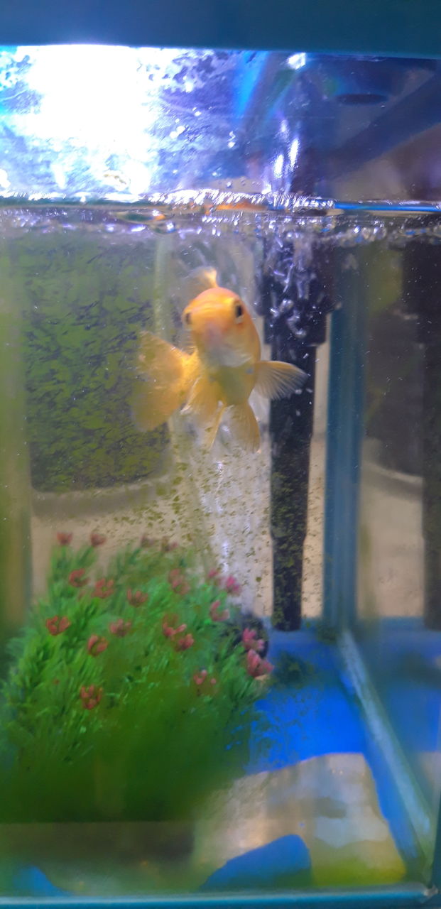 aquarium