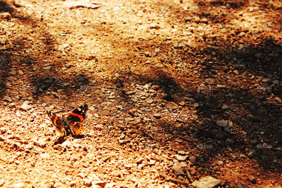 Butterfly On Walking Path