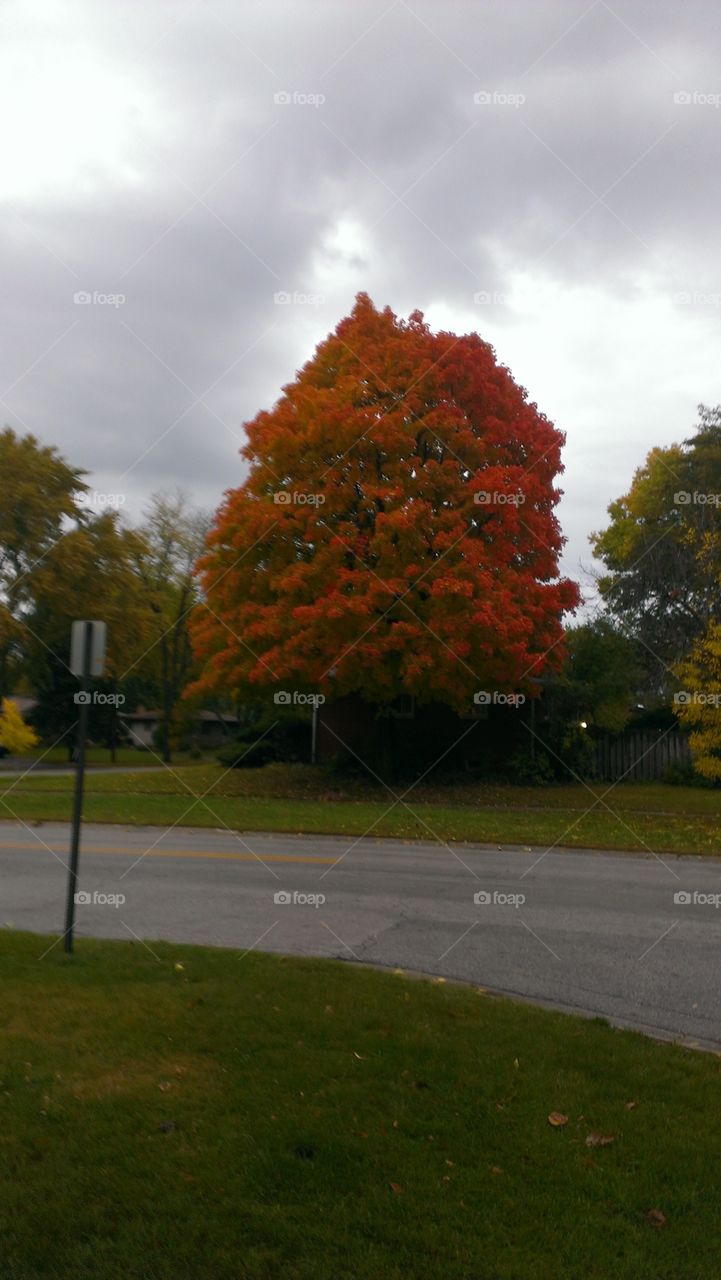 Autumn Leaves. tree near home