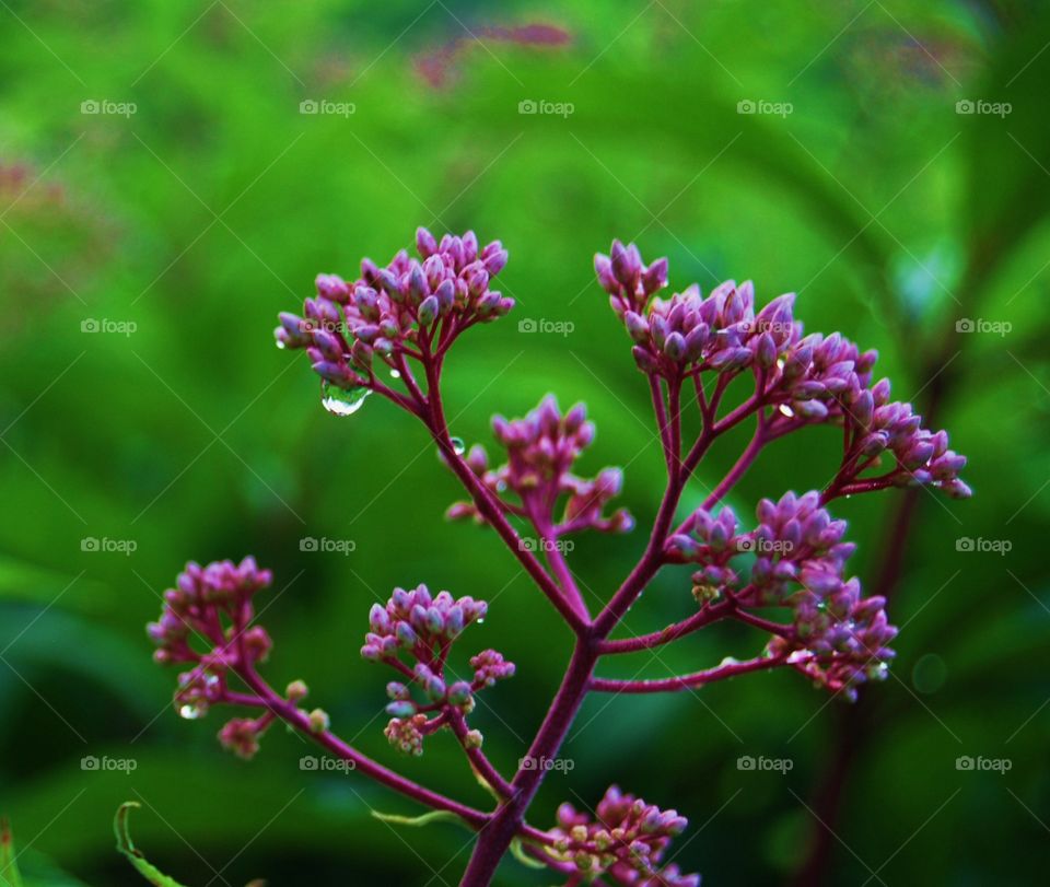 Purple flower in the rain