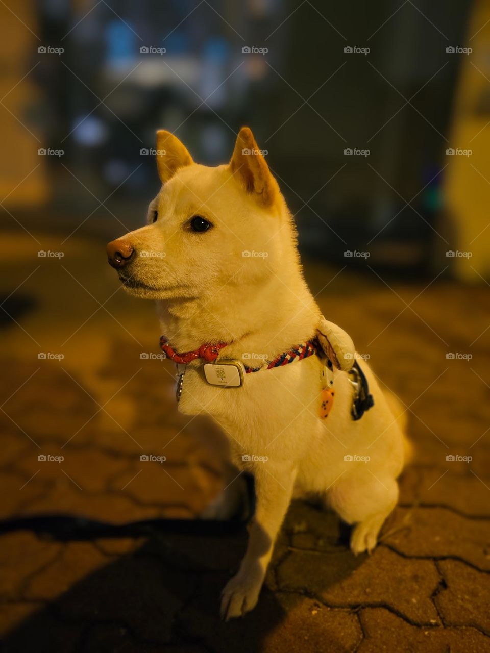 white dog night walking in Kowloon Hong Kong