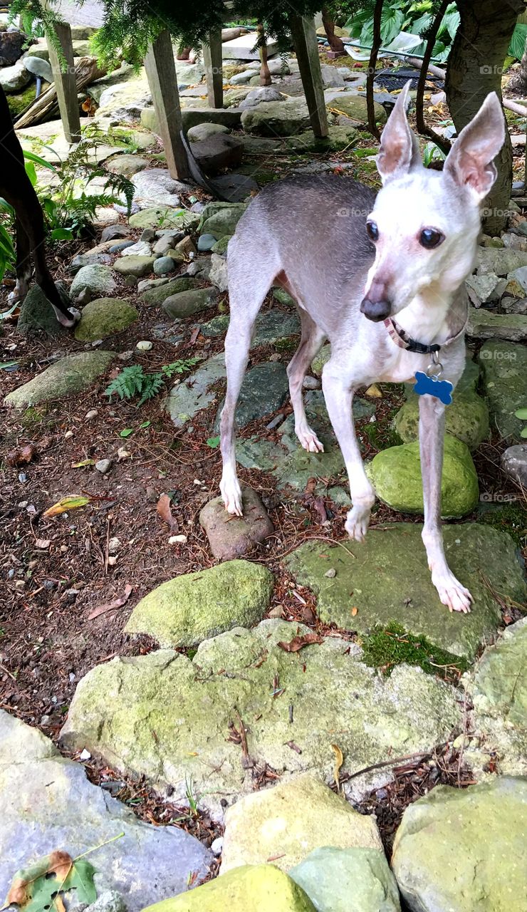 Miniature Italian Greyhound, in garden.