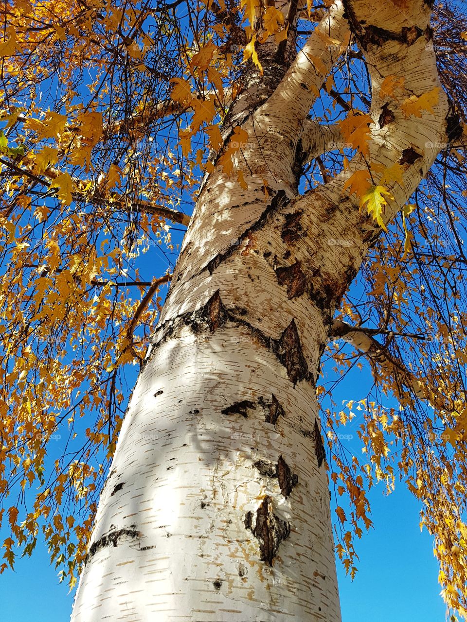 Birch Tree