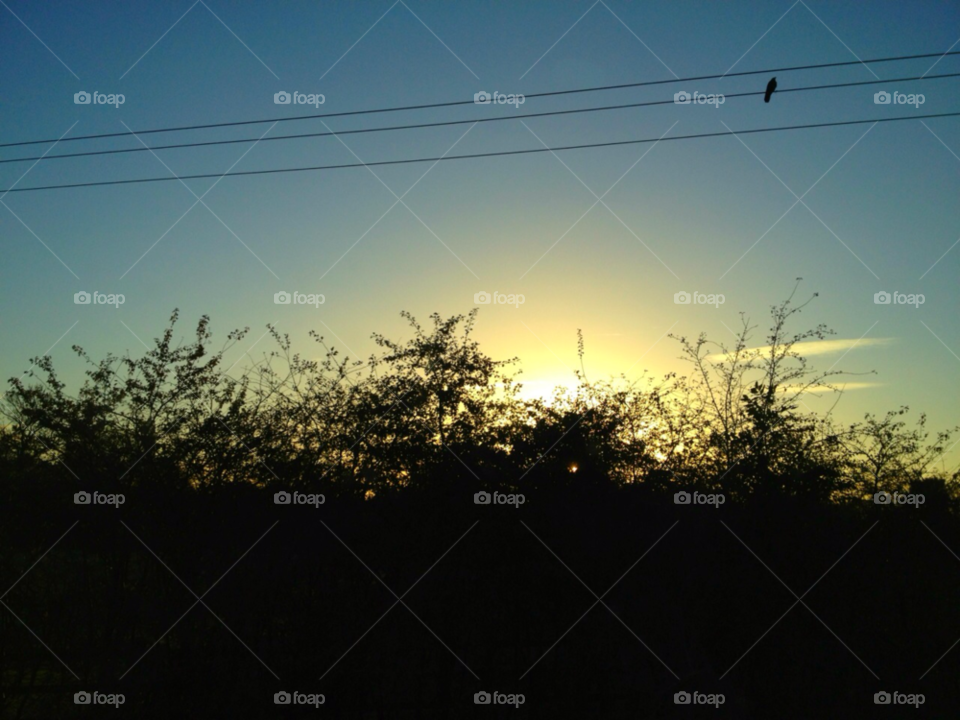 sky nature sunset bird by all_things_art