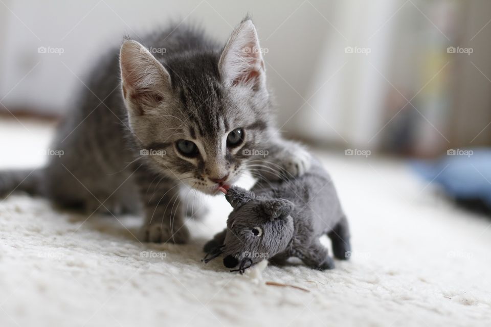 a cute puppy with his mouse