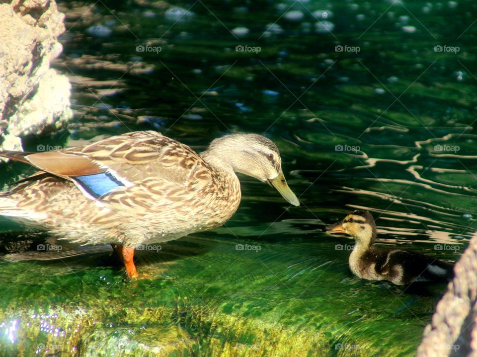 Mother Mallard and her Duckling