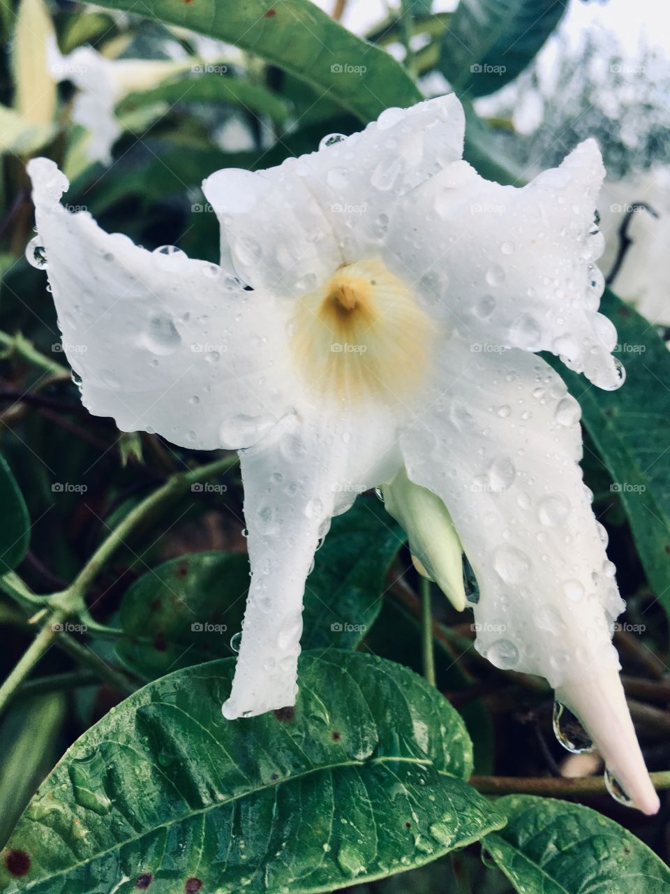 Wet white flower kissed by the rain