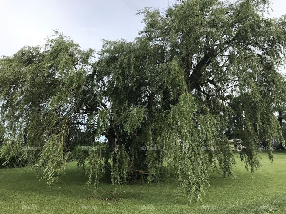 A weeping willow is my favorite tree. To me it is the most beautiful. It’s unique and different. 