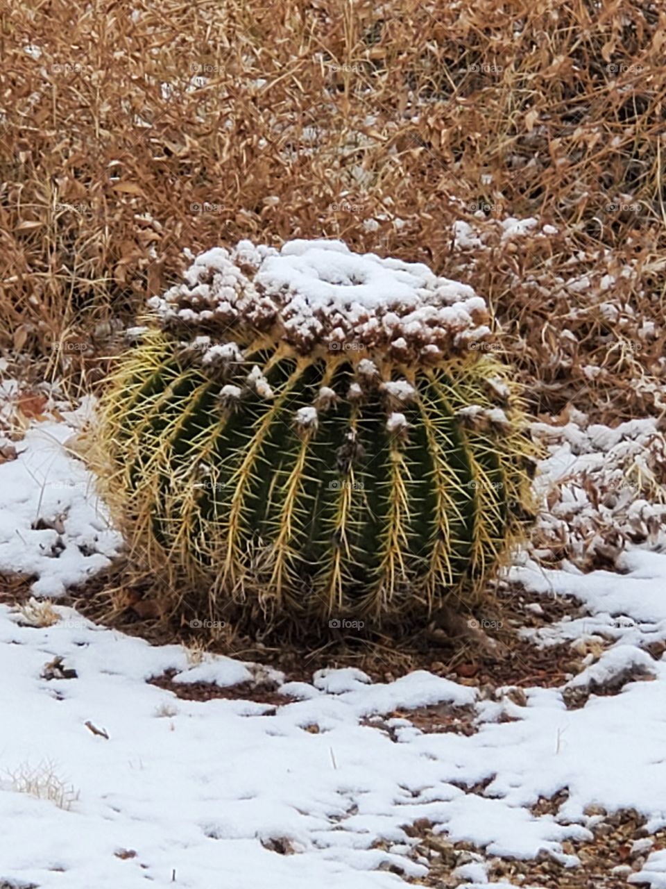 A snow covered cactus in the high desert!