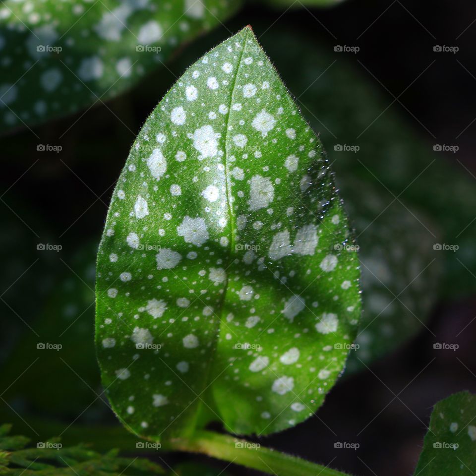 The spotted leaf 