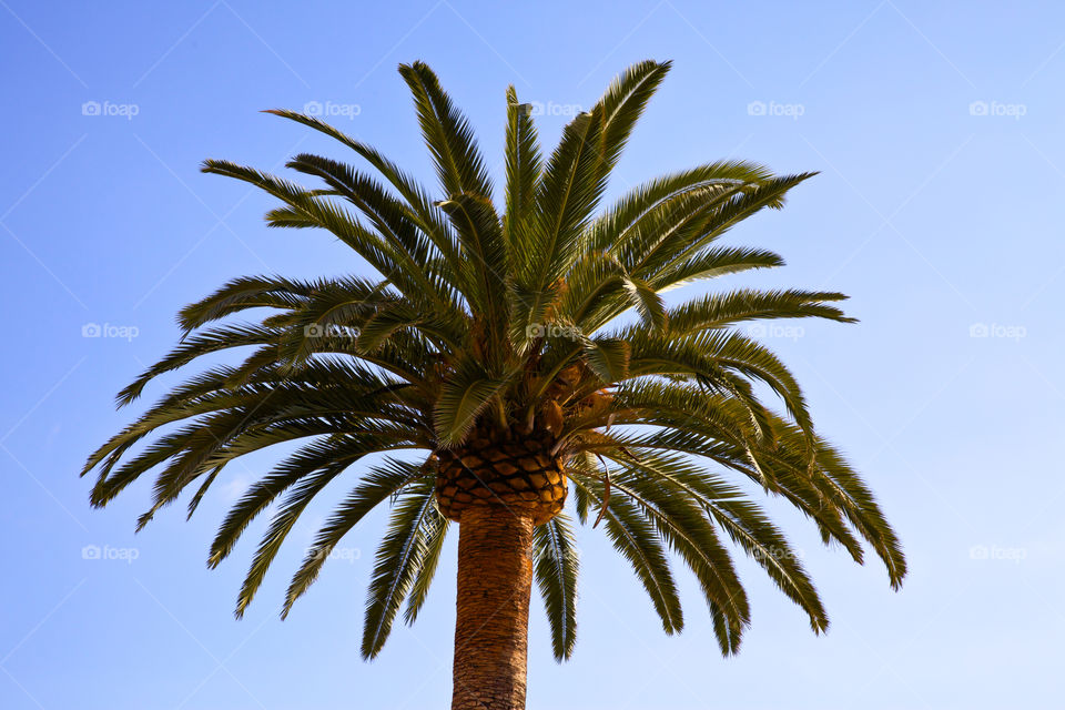 Close-up of palm tree